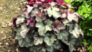 Purple Leaf Hairy Alumroot For Sale [upl. by Novar]