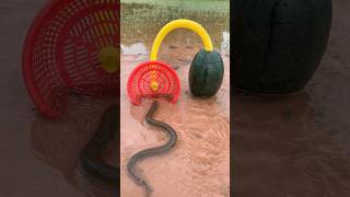 Survival Skills SIMPLE and USEFUL with eel trap camping bushcraft outdoors [upl. by Dorothi]