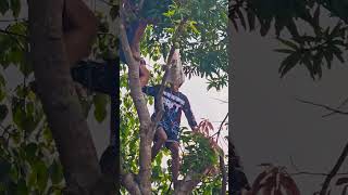 Picking mangoes from our mango tree philippines province nature cityinthephilippines [upl. by Fairfax489]