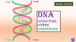 2 DNAStructure Types Properties  Molecular Biology  Biochemistry  NJOY Biochemistry [upl. by Adnilak802]