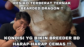 INI MOMENT PALING MENAKUTKAN BUAT PARA BREEDER BEARDED DRAGON CUMA BISA HARAP HARAP CEMASSS [upl. by Anwat]