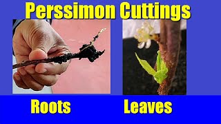 How To Grow Persimmon From Cuttings Propagate Fuyu Persimmons From Cuttings See Roots [upl. by Kcarb]