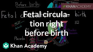 Fetal Circulation  Anatomy  Made easy  3 minutes [upl. by Betsy955]