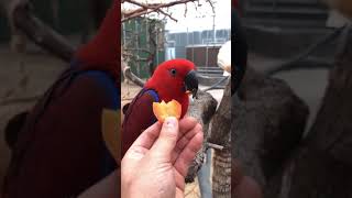 Parrot Talking  Smart And Funny Parrots Video  EP715 [upl. by Nitsirt]