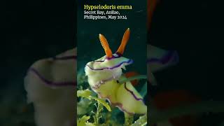 Hypselodoris nudibranch anilao scubadiving [upl. by Dympha]