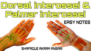 Interosseous Muscles Of The Hand Anatomy  Everything You Need To Know  Dr Nabil Ebraheim [upl. by Ydnirb]