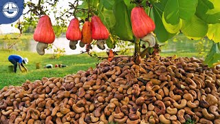 Harvesting MILLIONS of Cashew Nuts For Processing  Mega Food Factory [upl. by Ovatsug]