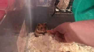 I CAUGHT MY NEW HAMSTER YAWNING ON CAMERA [upl. by Rod]