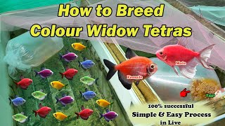 How to Breed Colour Widow Tetras  LIVE AQUARIUM [upl. by Tasha967]