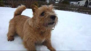 Kalle the Norwich terrier in the snow [upl. by Notnert]