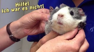 Meerschweinchen unterwegs  Heute Tierarzt  Die Meeries [upl. by Sajet]