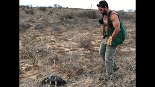 Falconry hunting with a Goshawk [upl. by Collum]