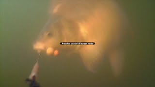 CARP FISHING PART 2 underwater Подводная съемка Unterwasseraufnahme [upl. by Nonnair]