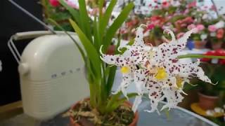 Odontoglossum naevium in flower [upl. by Alexis245]