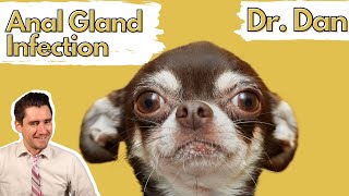 Dog anal gland infection or abscess How a vet diagnosis and treats with Dr Dan [upl. by Ahsirkal]