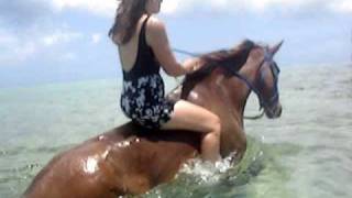 Grand Cayman Island  Pampered Ponies  Swimming Horses In The Ocean  Please subscribe [upl. by Hbahsur]