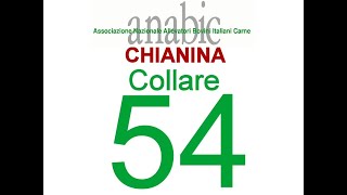 Chianina Collare 54 IT056990243890 [upl. by Yraht905]