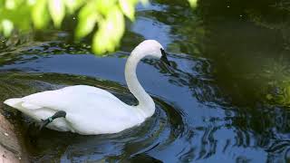 Trumpeter Swan Keeper Chat [upl. by Nimrac358]