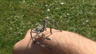 Giant Australian huntsman spider handling [upl. by Elsilrac]