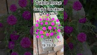 Table rose tips 🪴shortsfeed youtubeshorts TABLEROSE [upl. by Eittod846]