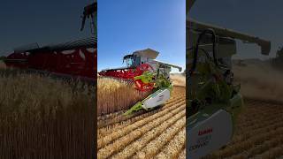 Harvesting oats CLAAS 8800 lexion combine harvester [upl. by Esmerelda]