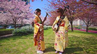 Shamisen Under The Cherry Blossoms 2018 [upl. by Mauceri577]