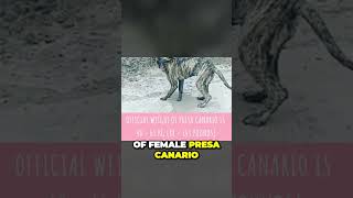 Cane Corso vs Presa Canario  Size Comparison [upl. by Esital]