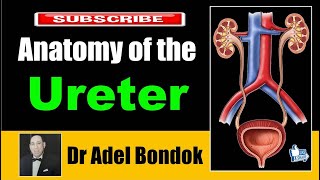 Anatomy of the Ureter Dr Adel Bondok [upl. by Anasiul200]