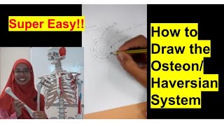 Haversian system English medium profmasoodfuzail Components of Haversian System  Spongy Bone [upl. by Whallon148]