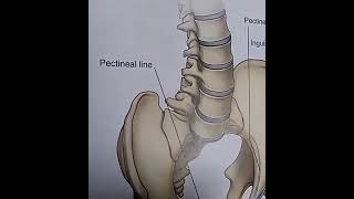 Lacunar amp Cooper ligament [upl. by Hareehat508]