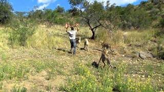 Andrew Feeding a Cheetah  Amani Lodge Namibia [upl. by Moncear]