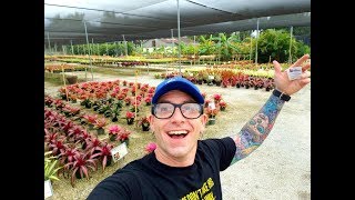 Sunshine Bromeliads Nursery Tour [upl. by Romonda]