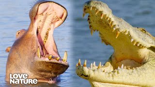 The Wild Relationship Between Hippos and Crocodiles  Wildlife Icons 206 [upl. by Durman3]