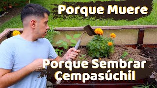 Porque SE MUERE y Porque SEMBRAR el CEMPASÚCHIL en el huerto o jardín  TAGETES O COPETES [upl. by Eeltrebor]