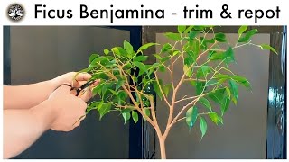 Ficus Benjamina bonsai trim amp repot January 2019 [upl. by Llenhoj]