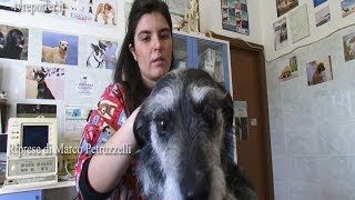 SALVARE UN CANE IN CASO DI AVVELENAMENTO SOS VETERINARIO [upl. by Haldane438]