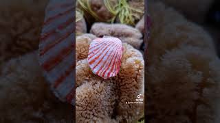 Amazing Spondylus sanguineus 🌟❤️ collection shells collectibles [upl. by Enert]