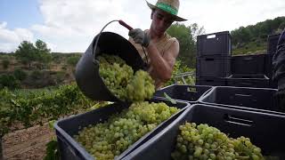 🍇 Verema 2024 de Torelló Viticultors [upl. by Dmitri856]