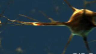 Neuron  3D Medical Animation  ABP © [upl. by Alyac784]