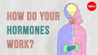 How do your hormones work  Emma Bryce [upl. by Bautista]