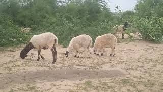 Group of sheeps eating grass [upl. by Winthorpe]