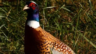 Pheasant eating and running  Ring necked  In the wild [upl. by Hamo967]