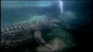 The Saltwater Crocodile [upl. by Shaper]