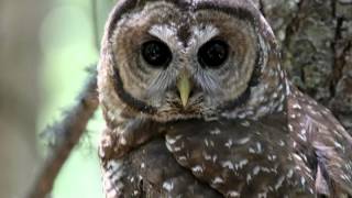 California Spotted Owl research in the Sierra Nevada [upl. by Svensen740]