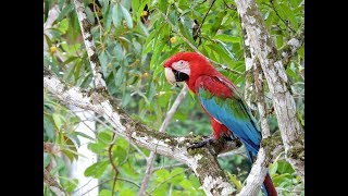 ► DOKU  Die wunderschöne Tierwelt des Amazonas ◄ HD  DE  2018  NEU [upl. by Shepard677]