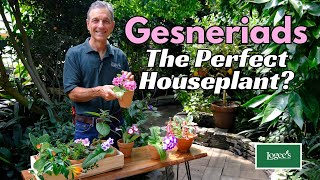 Gesneriads The perfect houseplant [upl. by Adina114]