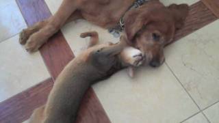 True Love Between Cat and Dog The Abyssinian and the Golden Retriever [upl. by Kala967]