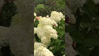 HYDRANGEAS GARDENгортензія hydrangea шортс flower hortensia paniculata macrophylla shorts [upl. by Bennion555]