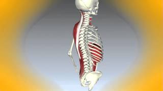 PARA QUÉ NOS SIRVE LA COLUMNA VERTEBRAL [upl. by Mallory]