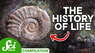 EARTH AND LIFE SCIENCE  Movements of Plates and Formation of Faults and Folds [upl. by Lynsey]